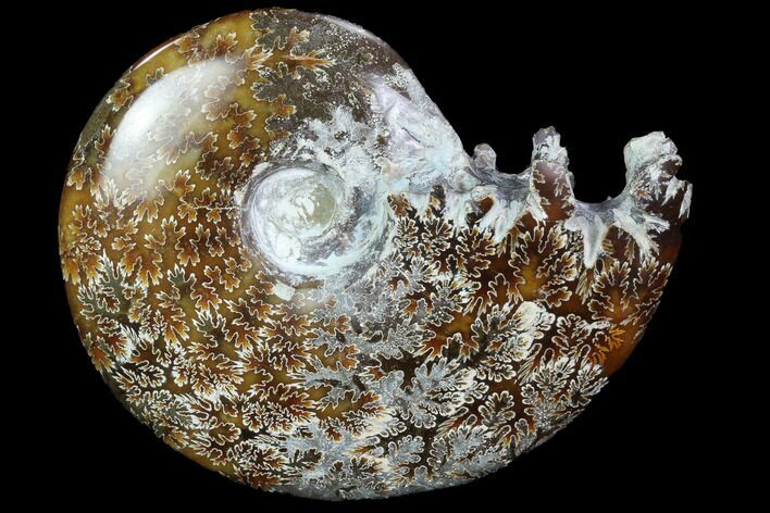 Polished, Agatized Ammonite (Cleoniceras) - Madagascar #97325